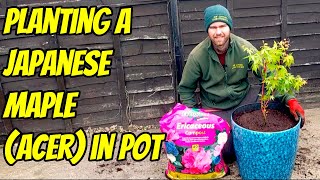 Planting a Japanese Maple Acer in Containers [upl. by Lachance]