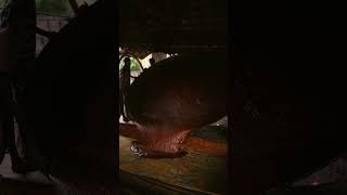 Ever wondered how jaggery powder is made  Ueir Organic Foods [upl. by Aicyle]