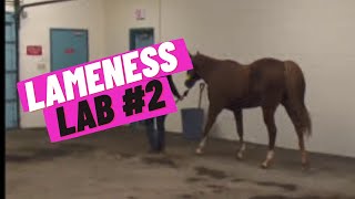 Lameness Lab 2 Is this horse lame [upl. by Aicirtam]