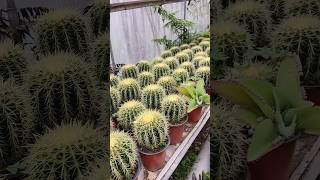 cacti cactus succulent gardening gardeningtips [upl. by Ahsyek]