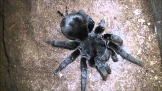 Grammostola pulchra mating [upl. by Burrell389]