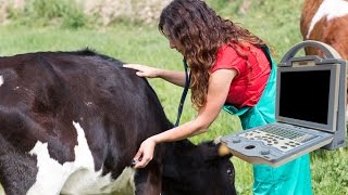 Bovine Pregnancy Of 45 Days Watch Veterinary Doctor Diagnose Using KX5600V Vet Scanner [upl. by Neelak]