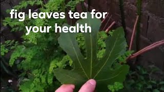 Fig leaves tea  Procedure  Natural tea [upl. by Ylera205]