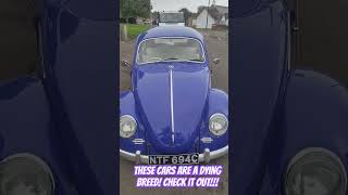 VW Beetle in PURPLE CHECK IT OUT FOLKS 👨‍🔧🚘cars youtubeshorts video shortvideo vw scotland [upl. by Rossuck]