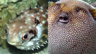 Whats the difference between Porcupinefish and Pufferfish [upl. by Arhez898]