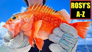 A Z BLACK BELLIED ROSE FISH HOW TO PLUS SOME FISHING FAILS [upl. by Arracot64]