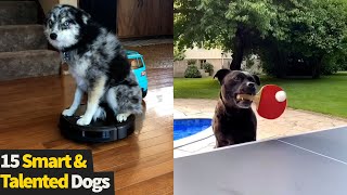 Top 15 Smart And Talented Dogs  Clever Dogs Compilation [upl. by Fatma]