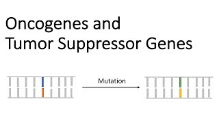 Oncogenes and Tumor Suppressor Genes  Tumor Genetics [upl. by Aelram]