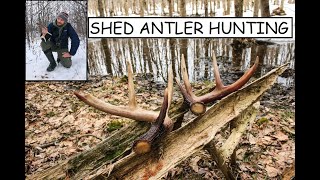 Whitetail Deer Shed Antler Hunting 101 Tips and Tactics [upl. by Airdnaed534]