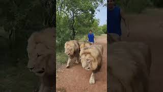 The Lion man shortsyoutube [upl. by Adiazteb390]