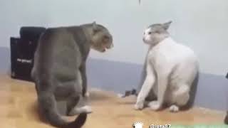 Gatos peleando versión turro [upl. by Kronfeld]