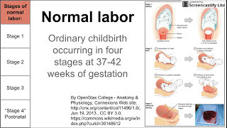 Normal labor ordinary delivery [upl. by Pudendas567]