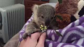 koala joeys most adorable home video of all time [upl. by Yenaj286]