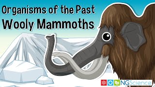 Organisms of the Past – Wooly Mammoths [upl. by Novaelc750]