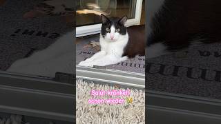 Katze Salut war beim Tierarzt 😿Katzenvideos 😻cats shorts [upl. by Schrick521]