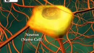 Neurons or nerve cells  Structure function and types of neurons  Human Anatomy  3D Biology [upl. by Tonry]