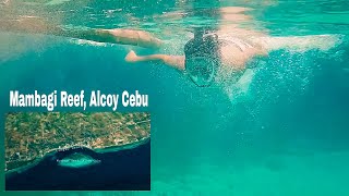 Mambagi Reef Alcoy Cebu A glimpse vlog [upl. by Eatnoid245]