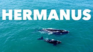 Whale watching in Hermanus Cape Town South Africa [upl. by Iot]