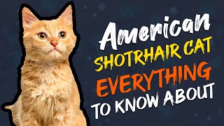 American Shorthair Cat 101 Everything You Need to Know  Wiggle Paw [upl. by Reviel600]