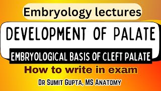 DEVELOPMENT OF THE PALATE  Cleft Palate HUMAN EMBRYOLOGY [upl. by Nnylodnewg900]