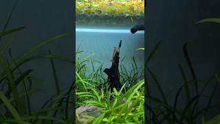 Rasbora Gourami Tetra Shrimp eating aquarium [upl. by Asek]