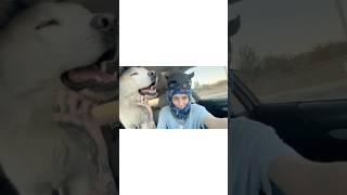 Lost in a trance 😂 trending automobile viralvideo viralshorts shorts shortvideo short dog [upl. by Faludi]