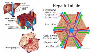 Drug Elimination and Hepatic Clearance part 1 [upl. by Silra]