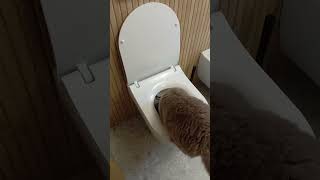 Śmieszne kotypijemy z kibla wodę🚽😸 fluffy cat WC pet [upl. by Arfihs589]