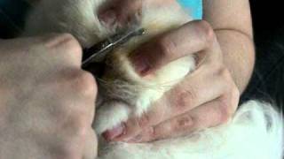 How to trim the face hair on a Persian cat [upl. by Turoff]