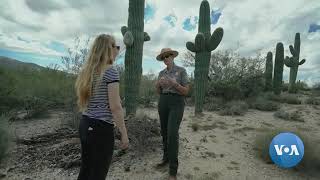 What do you Know About Saguaro Cactus [upl. by Alleyn587]