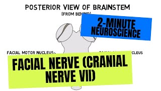 2Minute Neuroscience Facial Nerve Cranial Nerve VII [upl. by Safko]