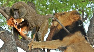 Sad Story Foolish Baboons Steal Lion Cub And Lions Savage Revenge  Baboon Vs Lion [upl. by Sarina107]