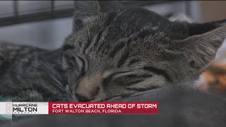 How Florida volunteers whiskered away cats from Hurricane Miltons projected path [upl. by Ahsyekal301]