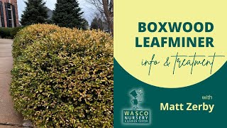 Boxwood Leafminer Treatment [upl. by Lletnahc625]