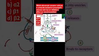 Which adrenergic receptor is located at presynaptic neurons and has an inhibitory effects [upl. by Ahseer]