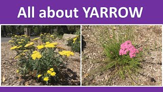 YARROW flowering plant Anatomy Identification Growing Benefits Uses Achillea millefolium [upl. by Howlyn557]