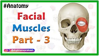 Facial muscles Anatomy animation Part 3  Orbital amp Nasal group [upl. by Mcgruter]