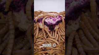 10 000 Mealworms vs Blueberry Pie [upl. by Basil]