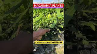 Macadamia Plants available at wholesale price macadamia macadamianuts farm plantation shorts [upl. by Lateh]