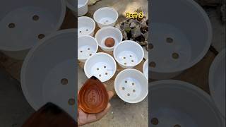 🌿এডেনিয়ামের জীব থেকে ৯টি চারা পেলাম🌸Seeding of ADENIUM garden [upl. by Massingill]