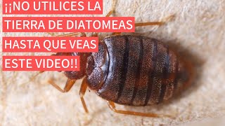 ❌ALTO❌ NO UTILICES LA TIERRA DIATOMEAS PARA ELIMINAR LAS CHINCHES DE CAMA HASTA VER ESTE VIDEO [upl. by Silirama]