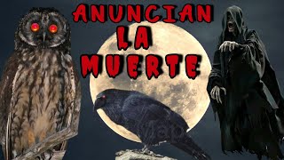 Secretos ATERRADORES Los Cantos de AVES que ANUNCIAN la MUERTE ☠️ 👻🎃 [upl. by Rosalinda]