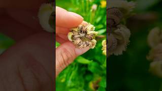 Reminder  jetzt Saatgut ernten 🌼🌱 calendula seedsaving gärtnern saatgut gardeningtips garten [upl. by Beaumont288]