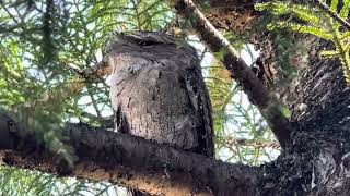 Tawny Frogmouth 🦉 in My front Yard camouflaged in the tree [upl. by Timon]