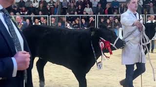 Willie Smith tapping out his reserve overall champion at Agri Expo 2024 [upl. by Georgiana]