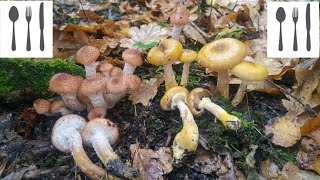 Porównanie Opieńka ciemna Armillaria ostoyae vs Opieńka żółtawa Armillaria gallica [upl. by Tunnell]