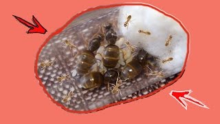 Lasius flavus  колония с нуля за 6 месяцев Муравьиная фермаColony from scratch in 6 months [upl. by Nnaynaffit]