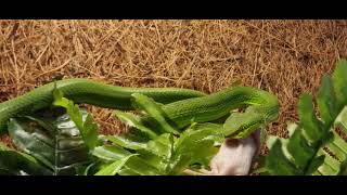 Trimeresurus albolabris eating mause 😍😍😍 [upl. by Ttelrats]