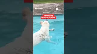 Buster the disobedient lab has gone viral⁣ [upl. by Inva]