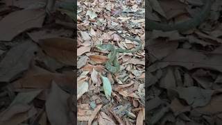 Indigo snake 🇧🇴 Bolivia [upl. by Nawor]